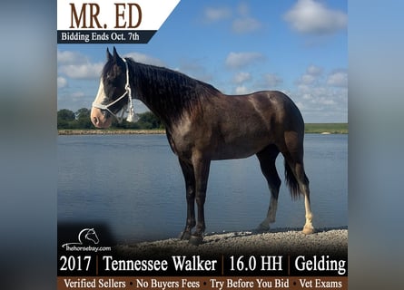 Tennessee Walking Horse, Wallach, 9 Jahre, 163 cm, Sabino