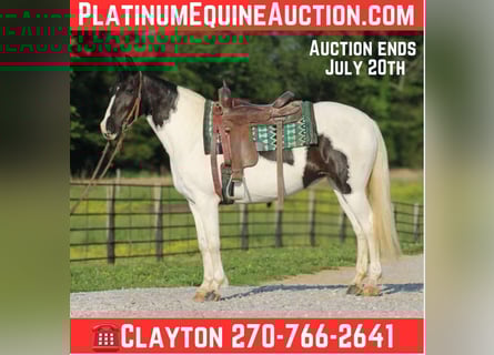 Tennessee walking horse, Yegua, 13 años, 150 cm, Tobiano-todas las-capas