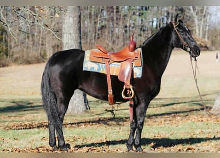 Tennessee walking horse, Yegua, 14 años, 152 cm, Negro