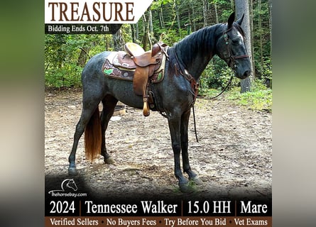 Tennessee walking horse, Yegua, 2 años, 152 cm, Tordo