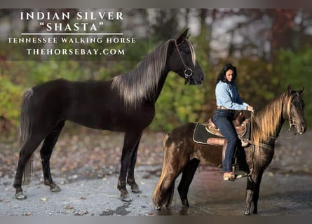 Tennessee walking horse, Yegua, 4 años, 152 cm, Negro