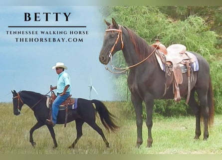 Tennessee walking horse, Yegua, 6 años, 152 cm, Negro