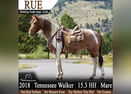 Tennessee walking horse, Yegua, 8 años, 160 cm, Tobiano-todas las-capas