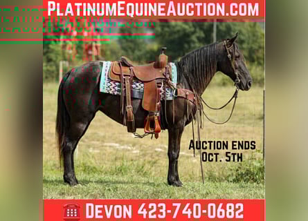 Tennessee walking horse, Yegua, 9 años, 147 cm, Negro