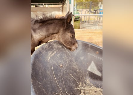 Tersk, Mare, 13 years, 15.2 hh, Grey