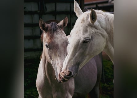 Tersk, Mare, 13 years, 15,2 hh, Grey