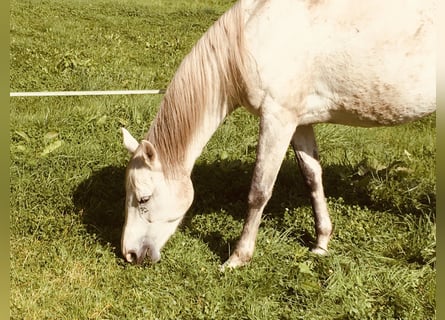 Tersk, Mare, 1 year, 16 hh, Can be white