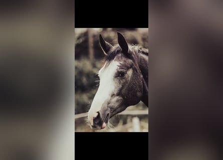 Tersk / Terek, Giumenta, 4 Anni, 158 cm