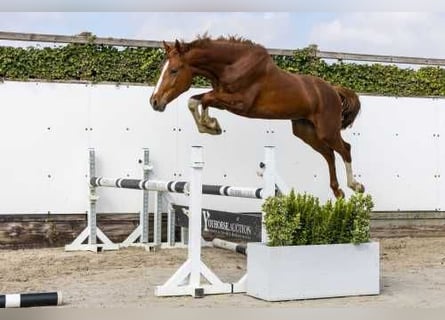 Tersk / Terek, Stallone, 2 Anni, 157 cm, Sauro