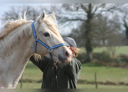 Tersker, Stute, 3 Jahre, 160 cm, Schecke
