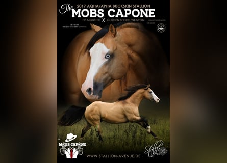 American Quarter Horse, Stallion, 8 years, 14,3 hh, Buckskin