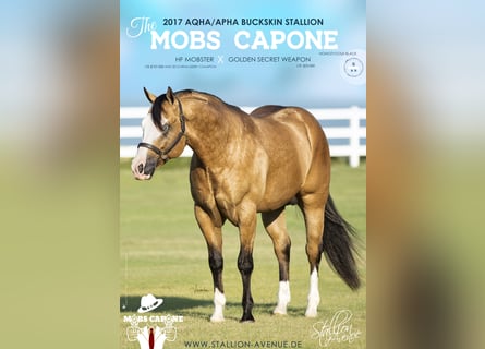 American Quarter Horse, Stallion, 7 years, 14.3 hh, Buckskin