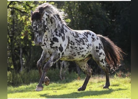 Knabstrup, Stallion, 16 years, 15.1 hh, Leopard-Piebald