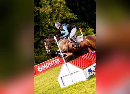 Thoroughbred, Gelding, 10 years, 16,1 hh, Brown