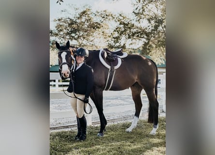 Thoroughbred, Gelding, 11 years, 16 hh, Bay-Dark