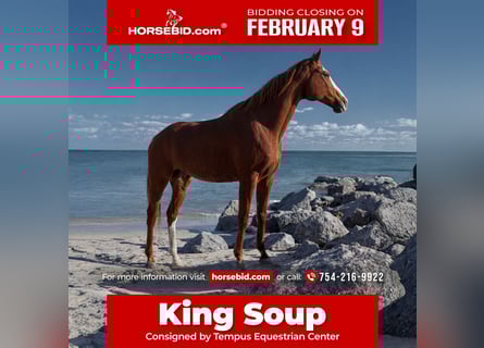 Thoroughbred, Gelding, 12 years, 16.2 hh, Chestnut