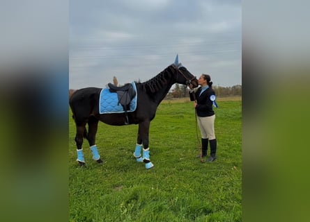 Thoroughbred, Gelding, 13 years, 15.2 hh, Bay-Dark