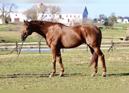 Thoroughbred, Gelding, 15 years, 16.3 hh, Chestnut