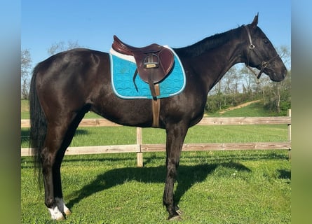 Thoroughbred, Gelding, 15 years, 16,1 hh, Black