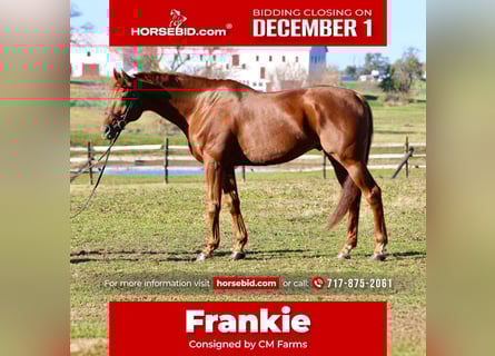 Thoroughbred, Gelding, 16 years, 16,3 hh, Chestnut