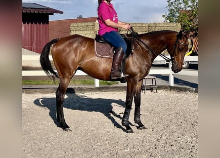 Thoroughbred, Gelding, 17 years, 16 hh, Brown