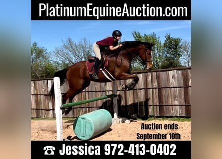 Thoroughbred, Gelding, 17 years, 17 hh, Bay