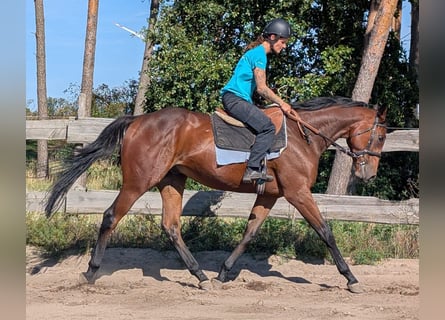 Thoroughbred, Gelding, 3 years, 16.2 hh, Bay-Dark