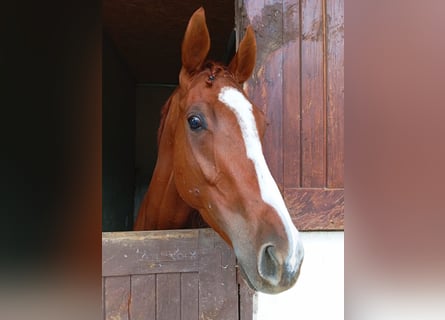 Thoroughbred, Gelding, 3 years, 16,1 hh, Chestnut-Red