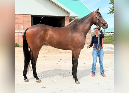 Thoroughbred, Gelding, 3 years, 17 hh, Brown-Light