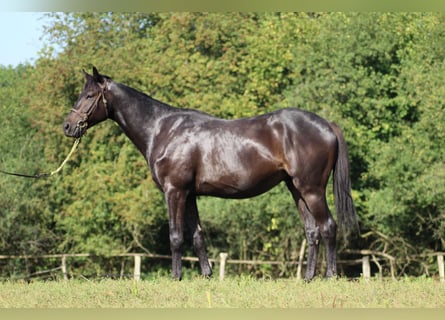 Thoroughbred, Gelding, 4 years, 16 hh, Black