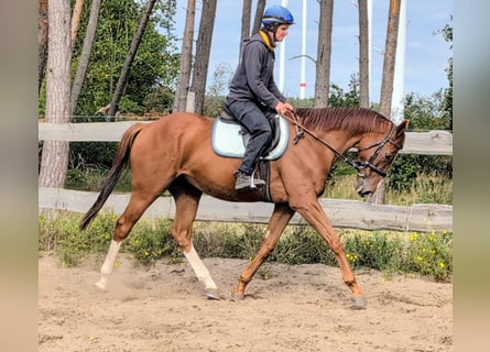 Thoroughbred, Gelding, 4 years, 16 hh, Chestnut-Red