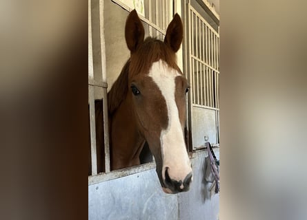 Thoroughbred, Gelding, 4 years, 16 hh, Chestnut-Red
