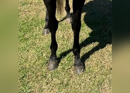 Thoroughbred, Gelding, 4 years, 16 hh, Gray