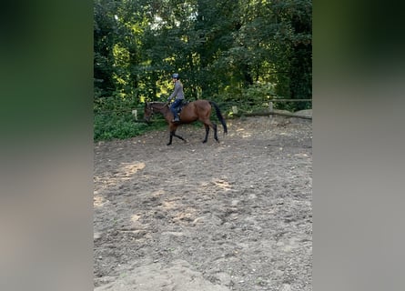Thoroughbred, Gelding, 4 years, 16,1 hh, Brown