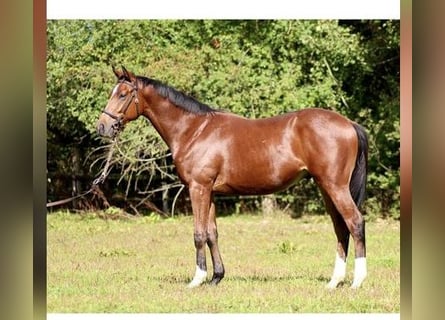 Thoroughbred, Gelding, 5 years, 16 hh, Brown