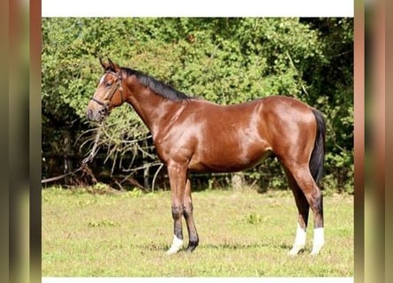 Thoroughbred, Gelding, 5 years, 16 hh, Brown