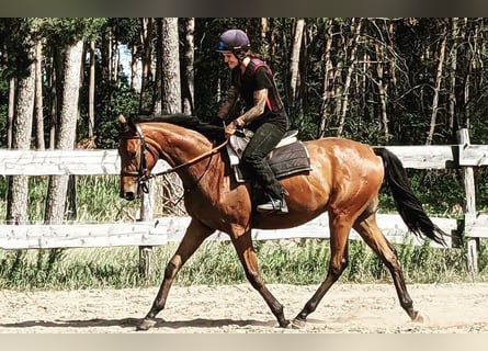 Thoroughbred, Gelding, 5 years, 16 hh, Brown
