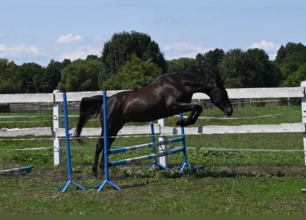 Thoroughbred Mix, Gelding, 5 years, 16 hh, Smoky-Black