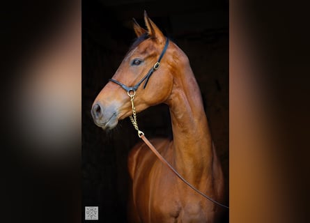 Thoroughbred, Gelding, 5 years, 16,2 hh, Smoky-Black