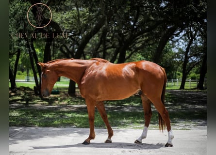 Thoroughbred, Gelding, 5 years, 17 hh, Chestnut