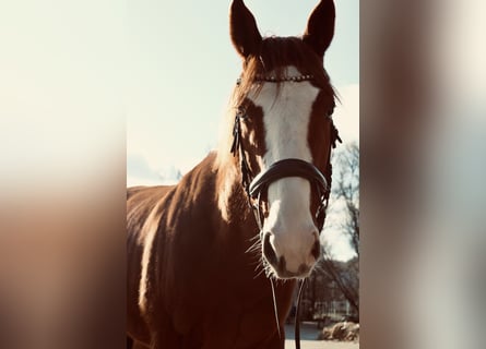 Thoroughbred, Gelding, 6 years, 16,1 hh, Chestnut-Red