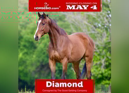 Thoroughbred Mix, Gelding, 6 years, 16 hh, Bay