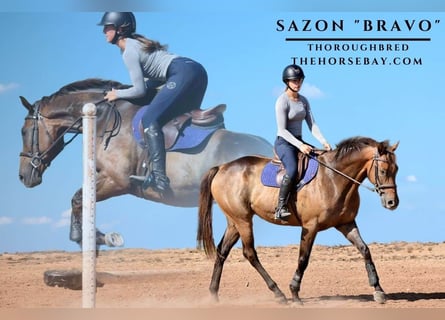 Thoroughbred, Gelding, 6 years, 16,1 hh, Bay