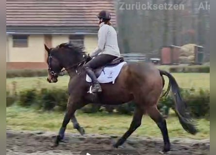 Thoroughbred, Gelding, 6 years, 17 hh, Brown