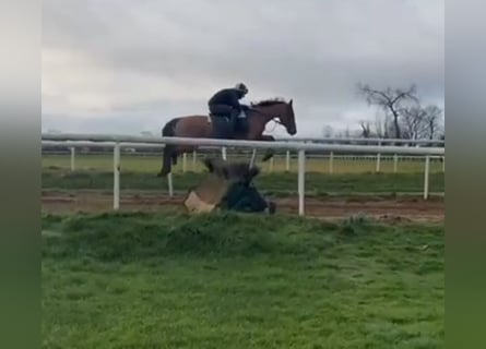 Thoroughbred, Gelding, 7 years, 16,1 hh, Chestnut