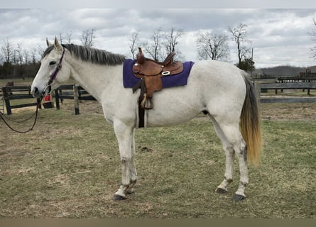 Thoroughbred, Gelding, 7 years, 16,2 hh, Grey
