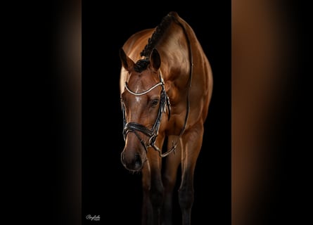 Thoroughbred, Gelding, 8 years, 16 hh, Brown