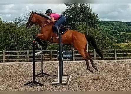 Thoroughbred, Gelding, 8 years, 17,1 hh, Brown