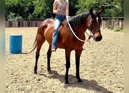 Thoroughbred, Gelding, 9 years, 16 hh, Bay