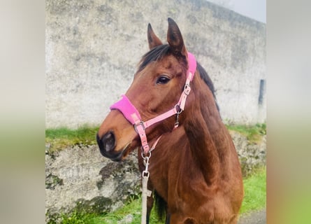 Thoroughbred, Mare, 10 years, 15,2 hh, Brown